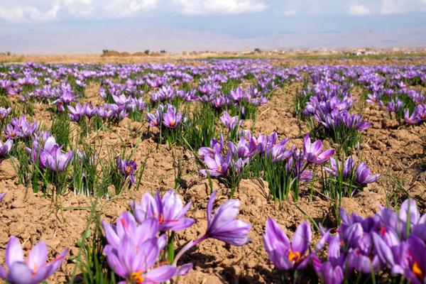 فروش زعفران سرگل ممتاز صادراتی