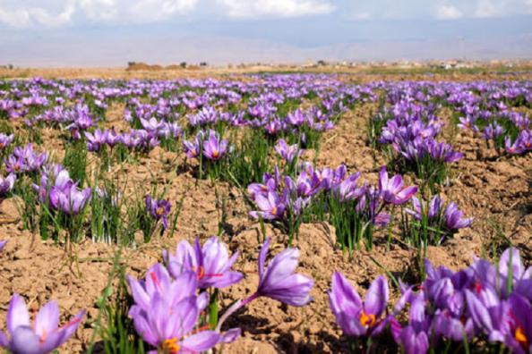 مشخصات مهم زعفران نوبرانه