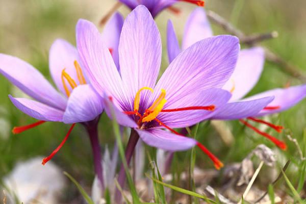 راهنمای انتخاب زعفران اصل