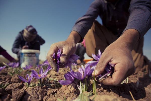 مراکز توزیع زعفران سرگل درجه یک