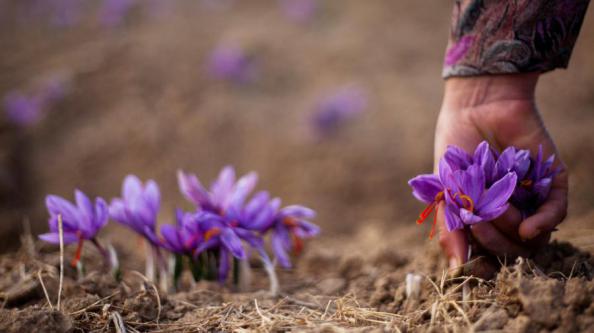 بررسی کیفی زعفران صادراتی قائنات